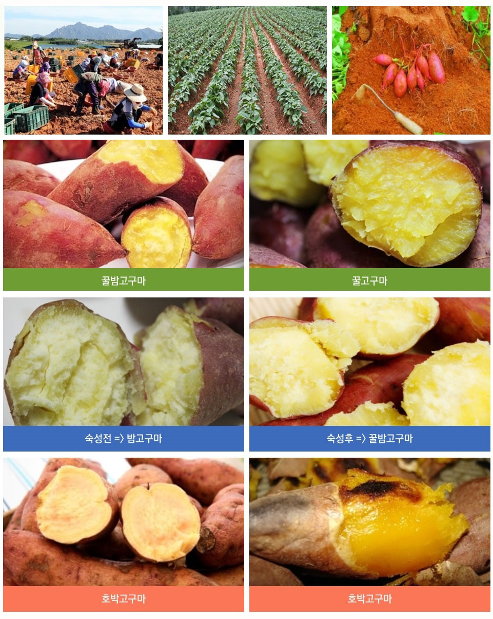 고구마이미지.jpg