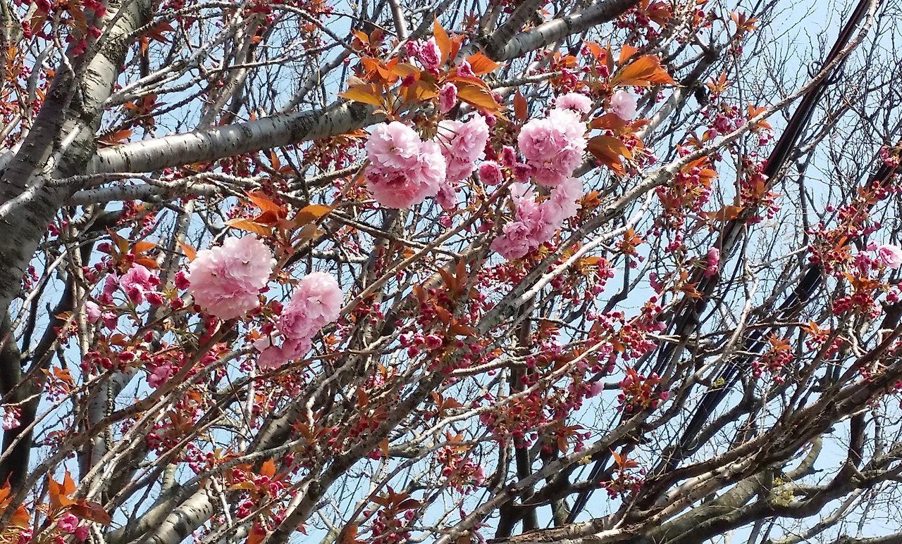 20150411_132812 (1).jpg