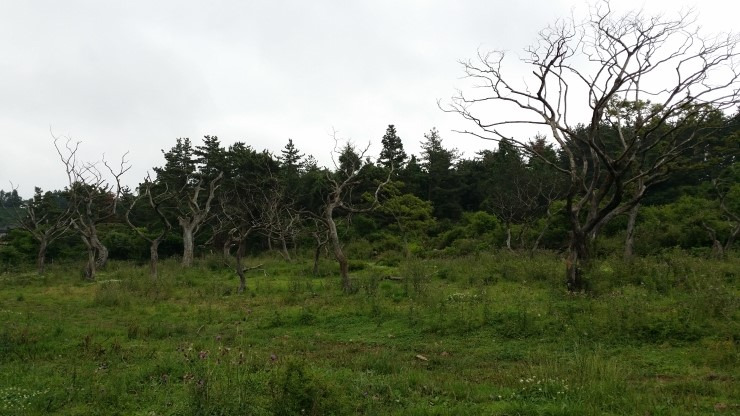 20150613_142120 (1).jpg