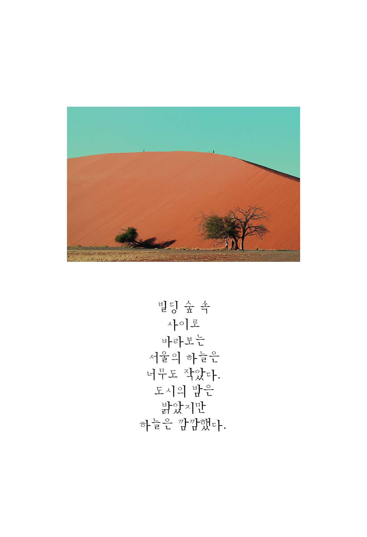 africa,꽃피다7.jpg