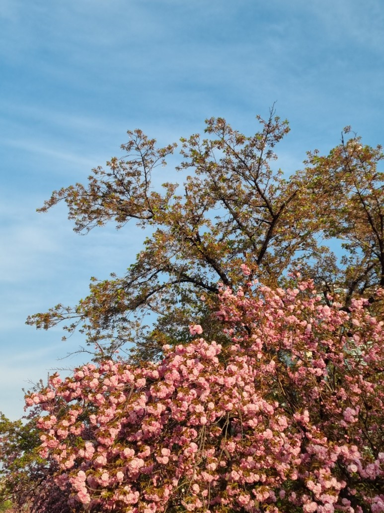 보라매공원 95(mmiinnzzyy) (3).jpg