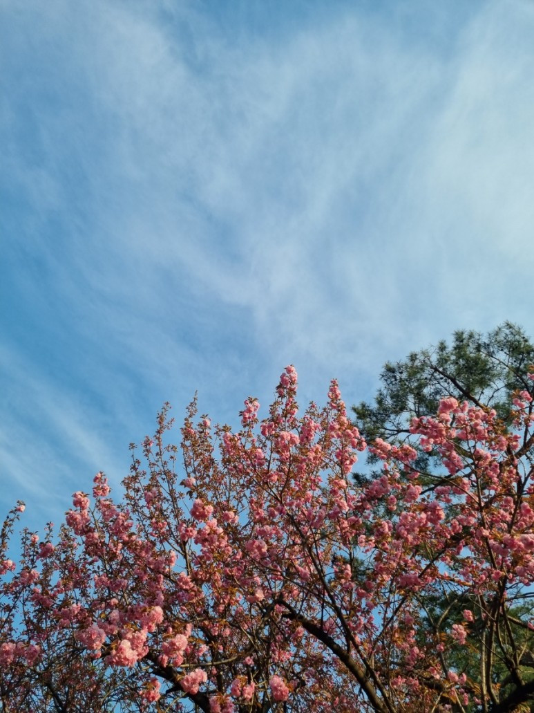 보라매공원 95(mmiinnzzyy) (1).jpg