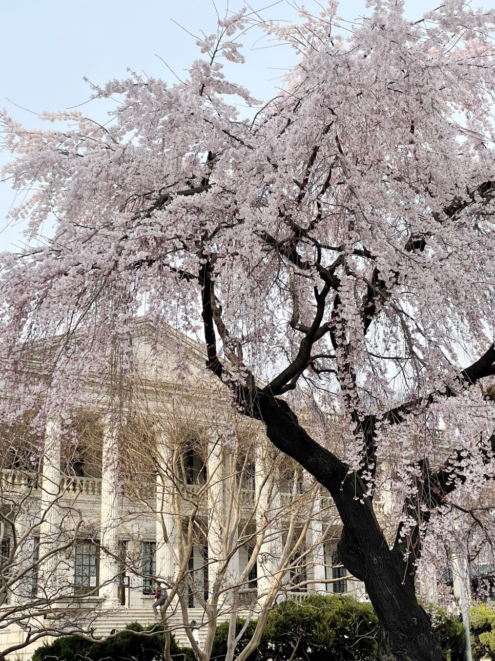 덕수궁 Evelyn(evelyn_0710) (1).jpg