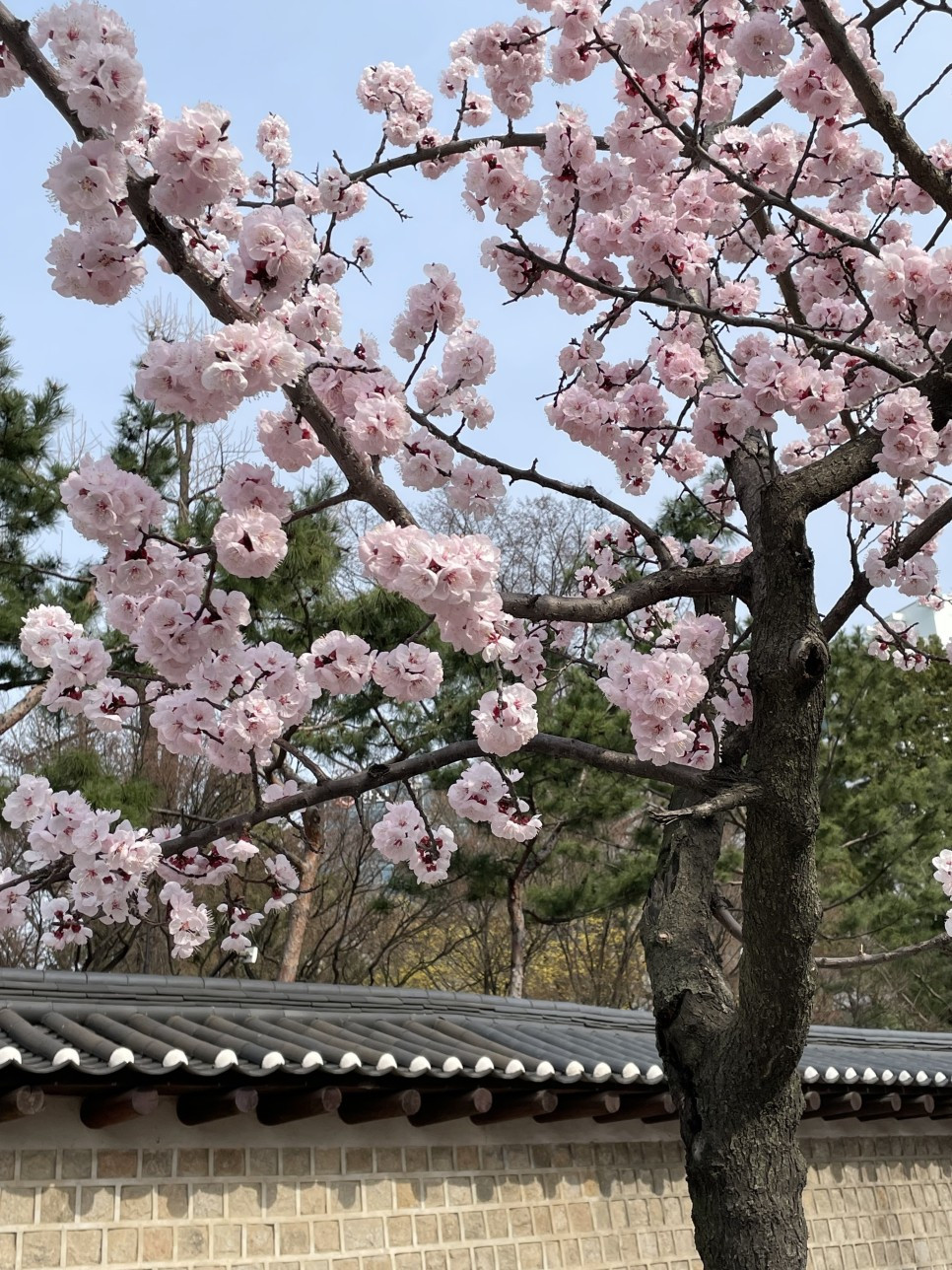 덕수궁 Evelyn(evelyn_0710) (3).jpg