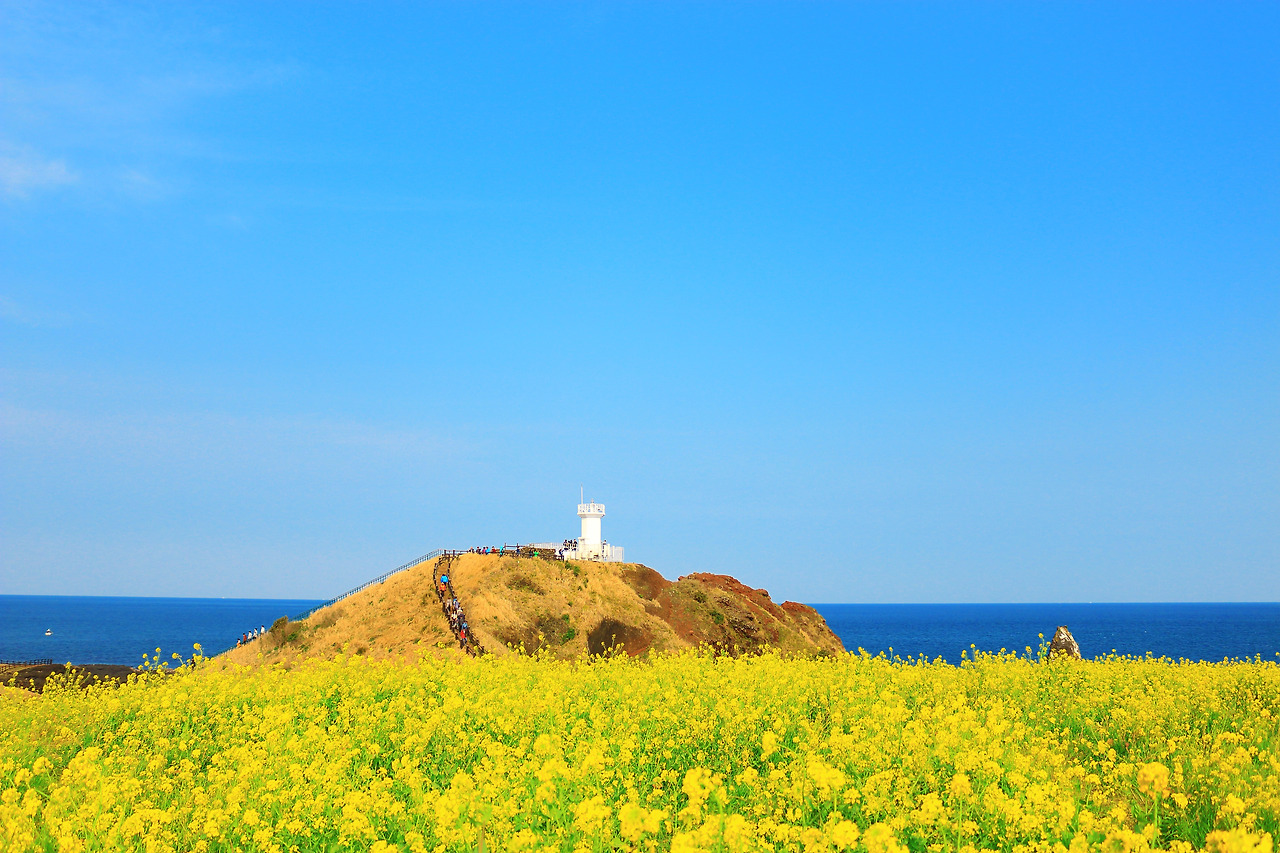 섭지코지,등대,유채꽃,봄,하늘,바다,제주도.jpg