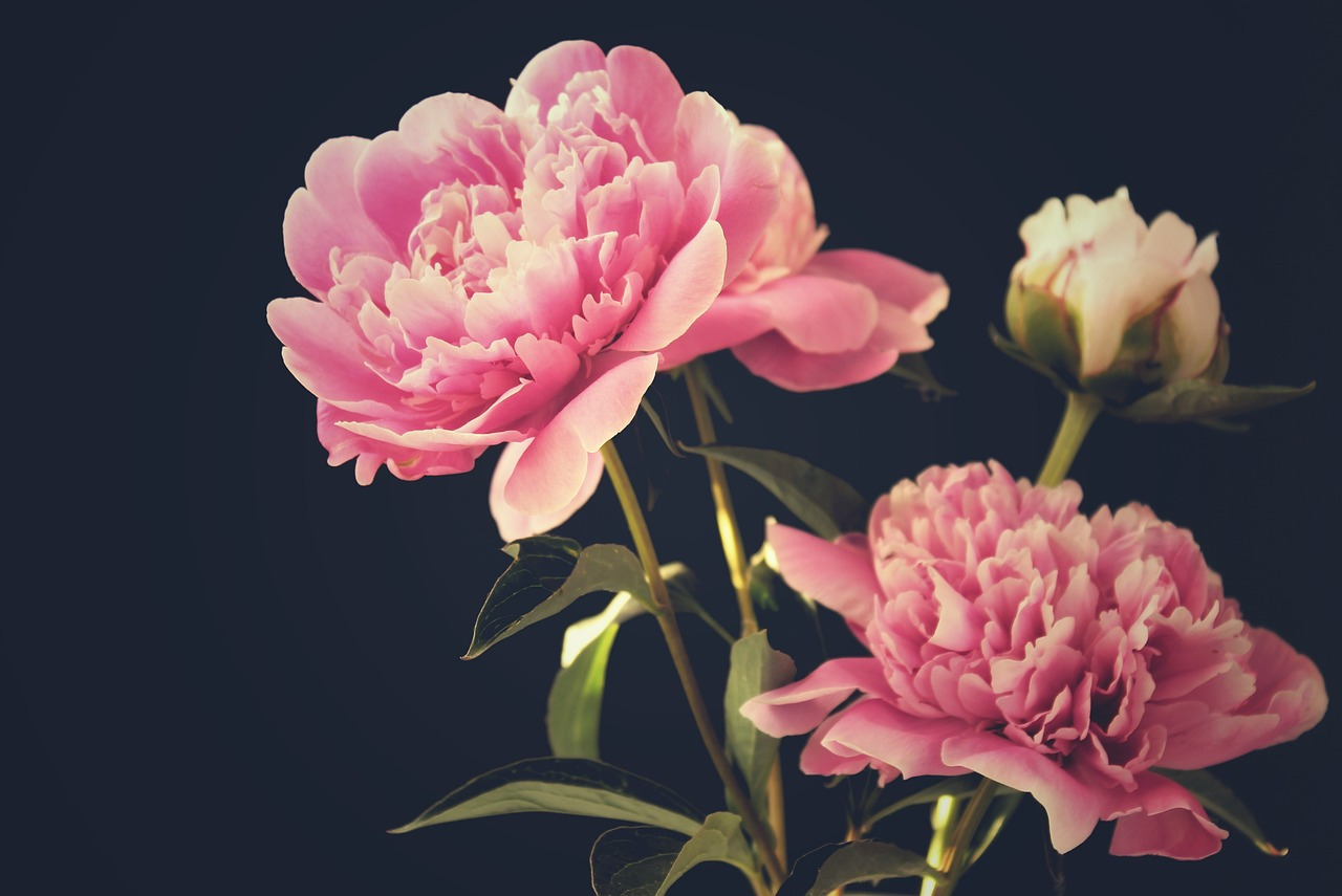peonies-g5d9586186_1280.jpg