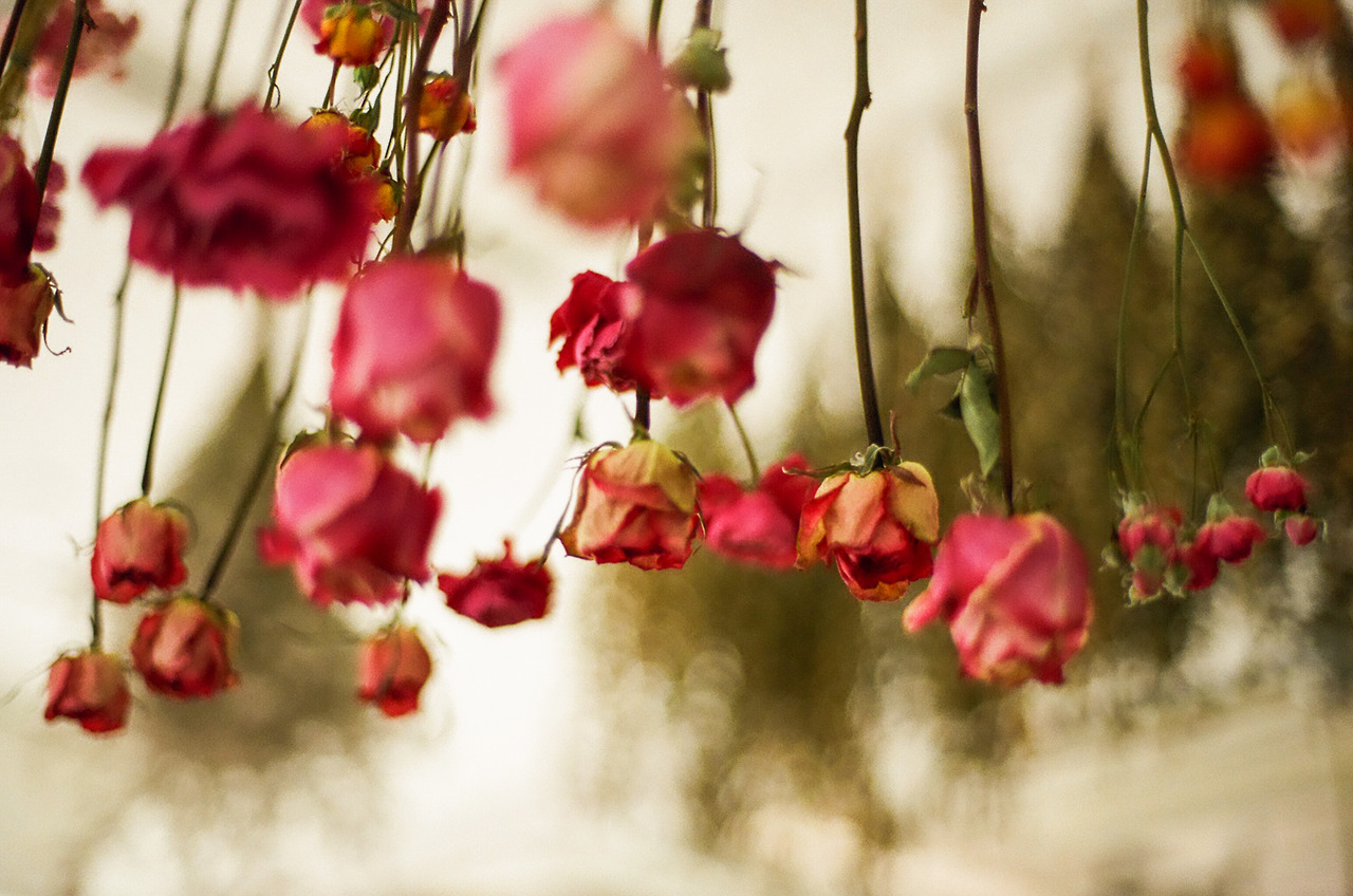 000071310023 copy.jpg