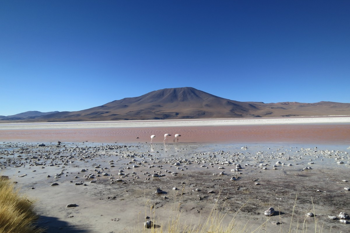 atacama_desert_chile_flamingos_volcano_salt_lake_desert_dry_landscape-764326.jpg
