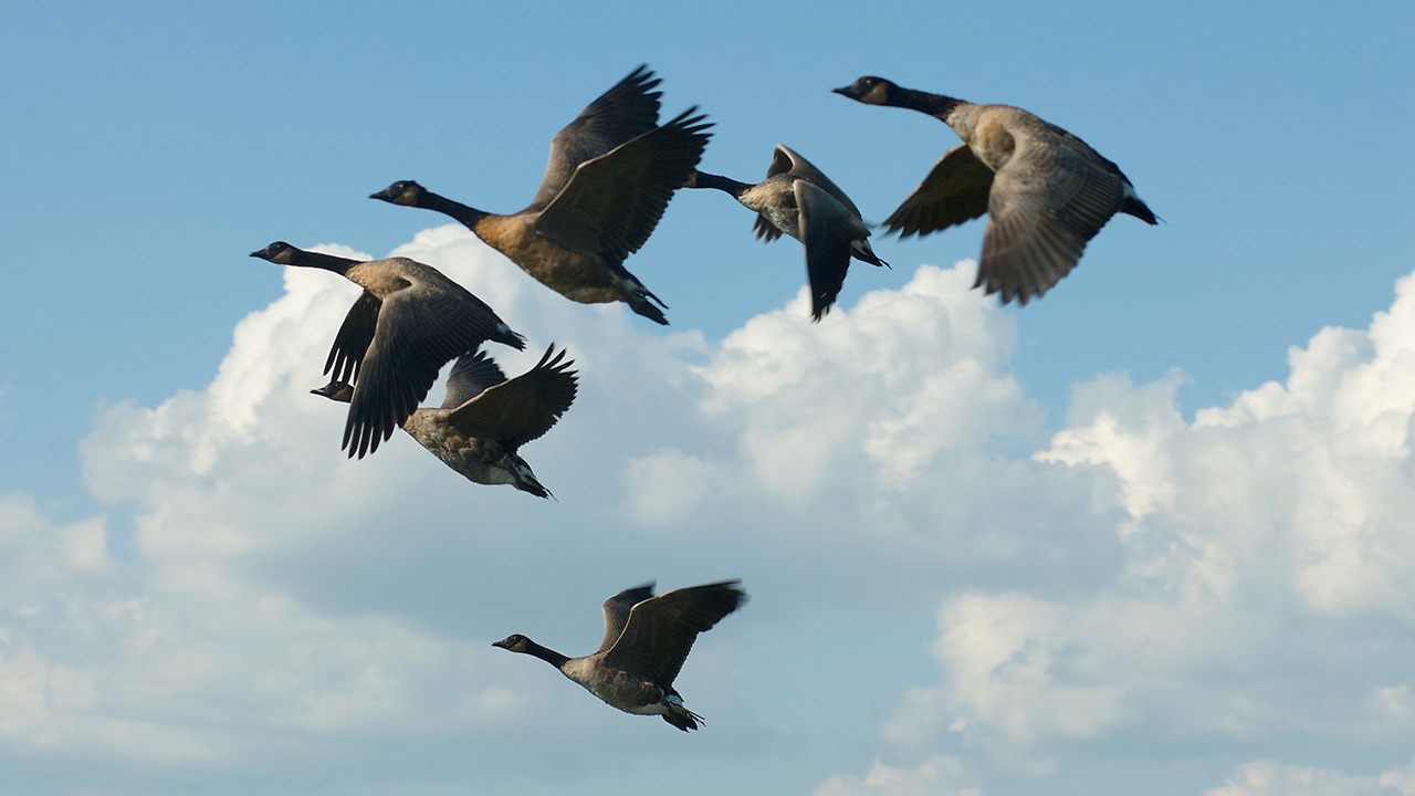 canada-goose-flock-flying.jpg
