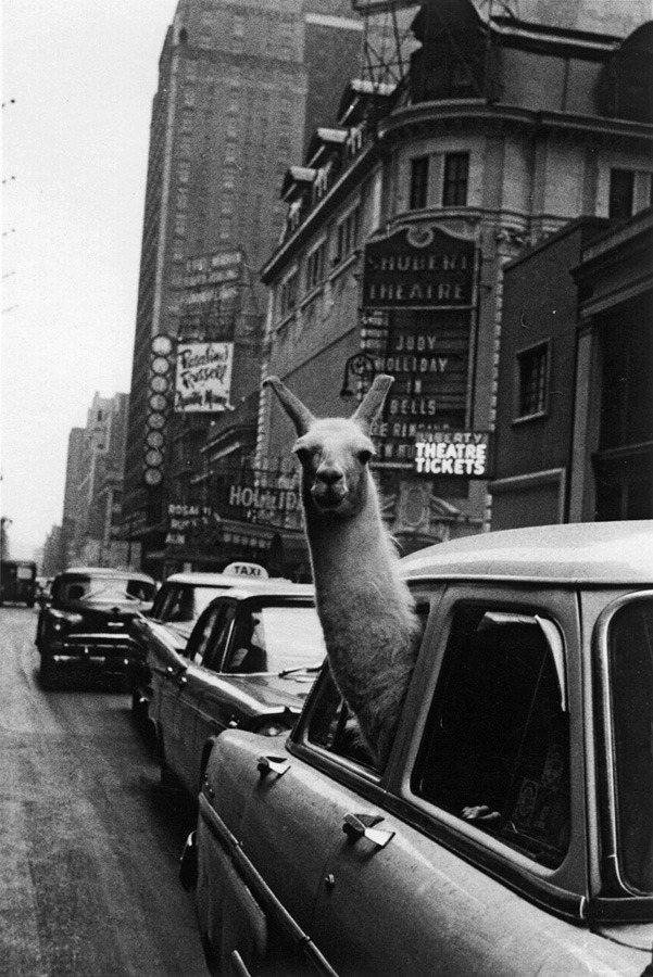 07_llama_in_times_square-2.jpg