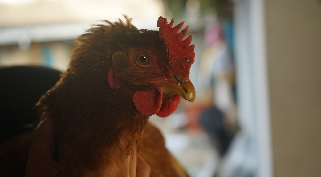 잎싹이 스티로폼.jpg