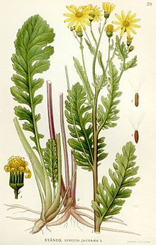 220px-Illustration_Senecio_jacobaea.jpg