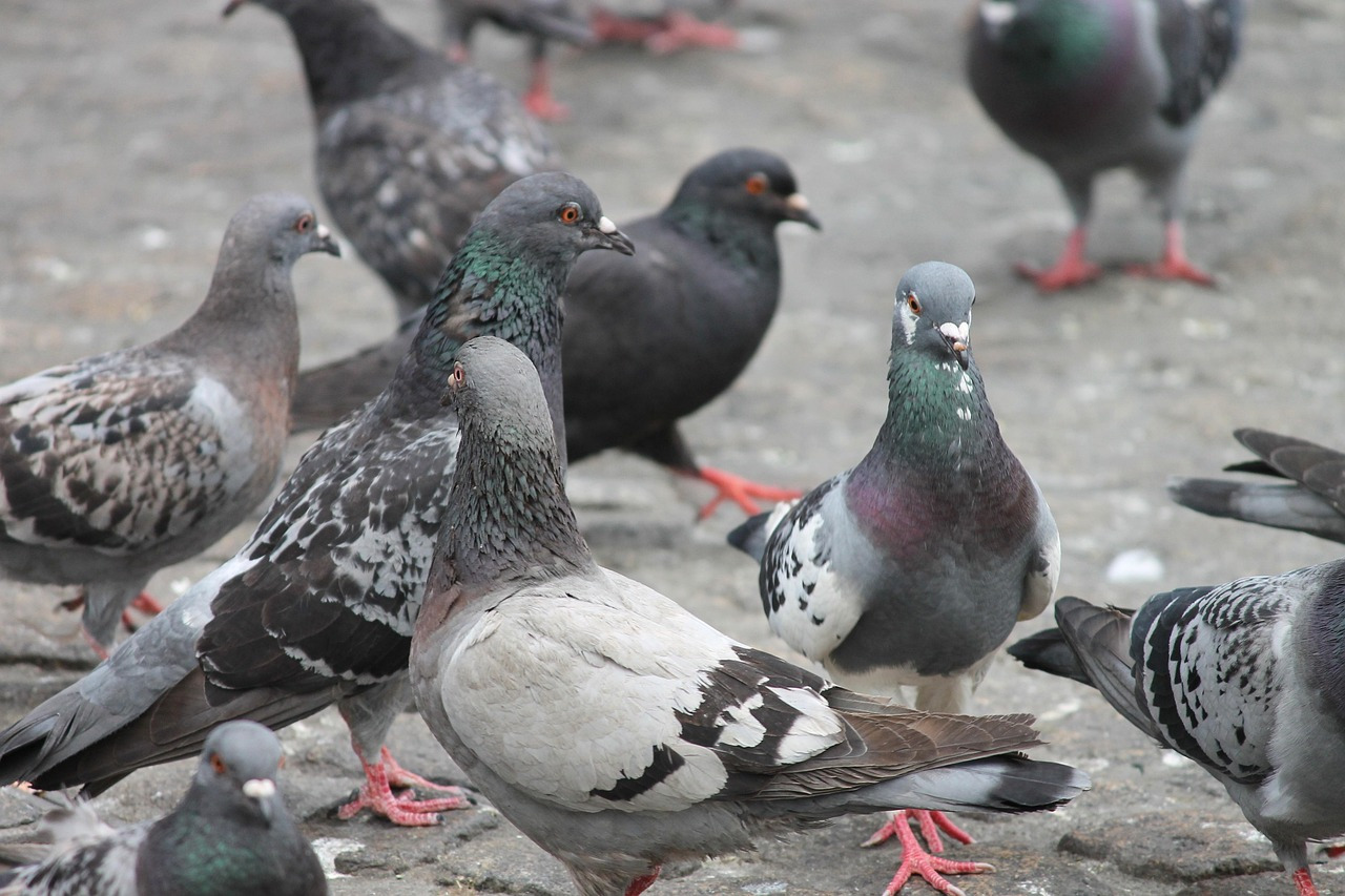 city-pigeons-4386562_1280.jpg