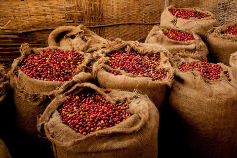 Yirgacheffe-Kochere-Cherry_large.jpg