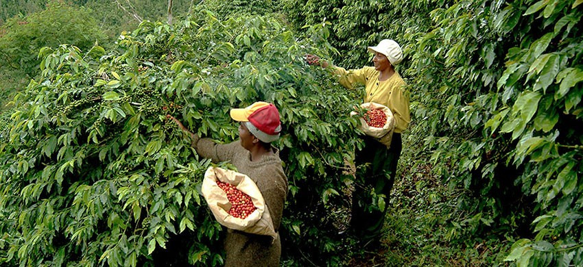 jamaica_ble_mountain_peaberry_1.jpg