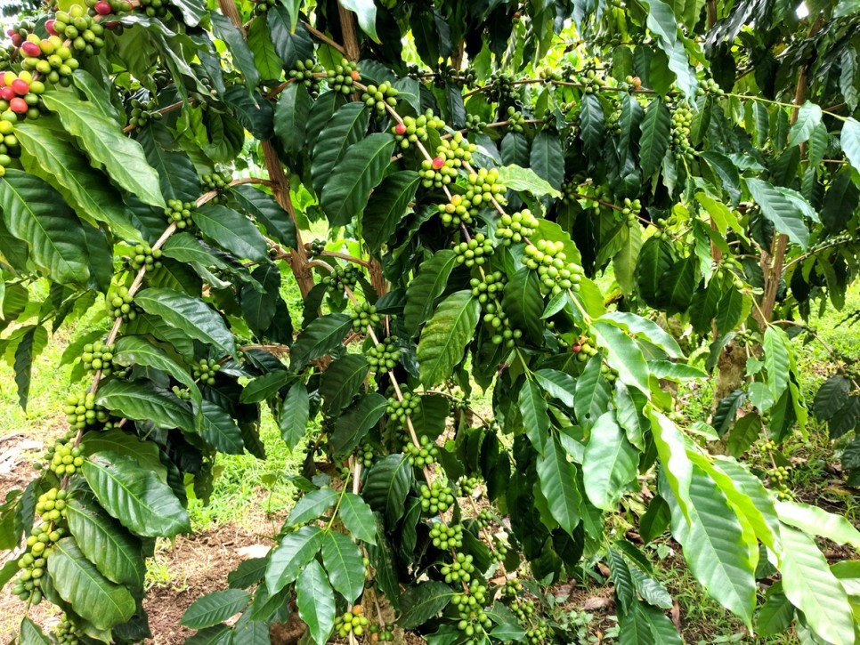 costa-rica-green-coffees.jpg