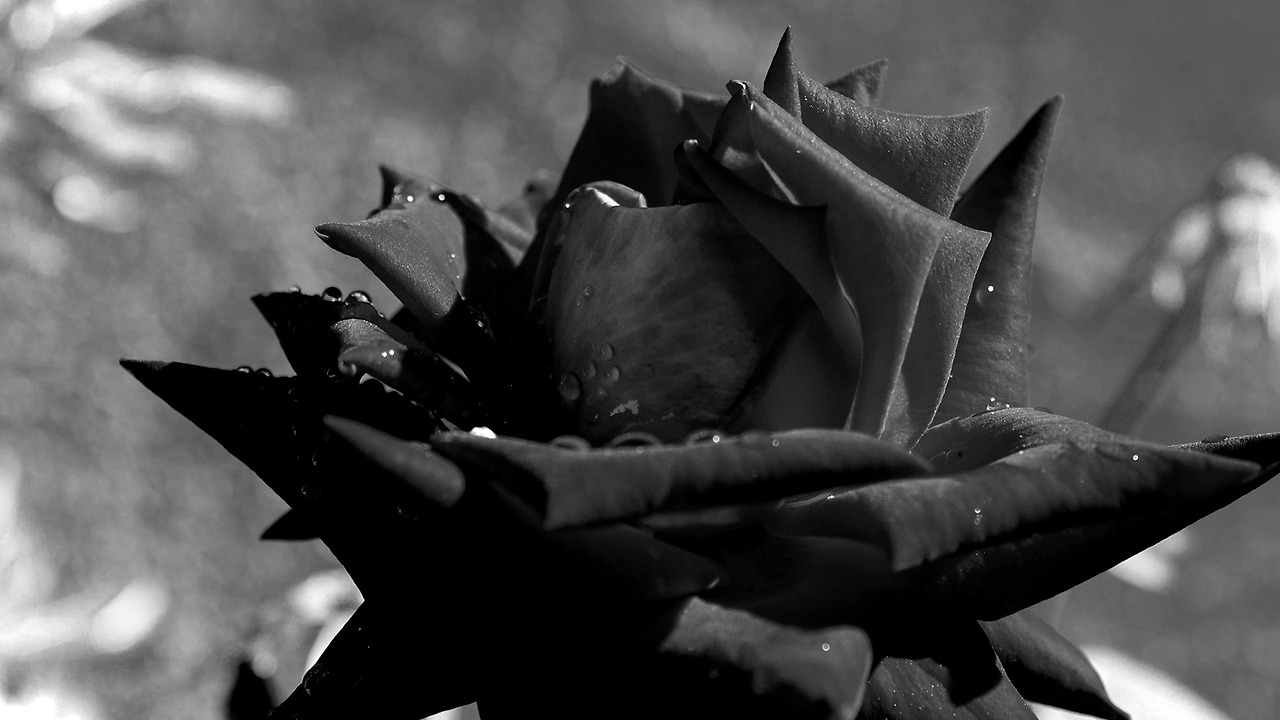 호시 신이치 5.jpg