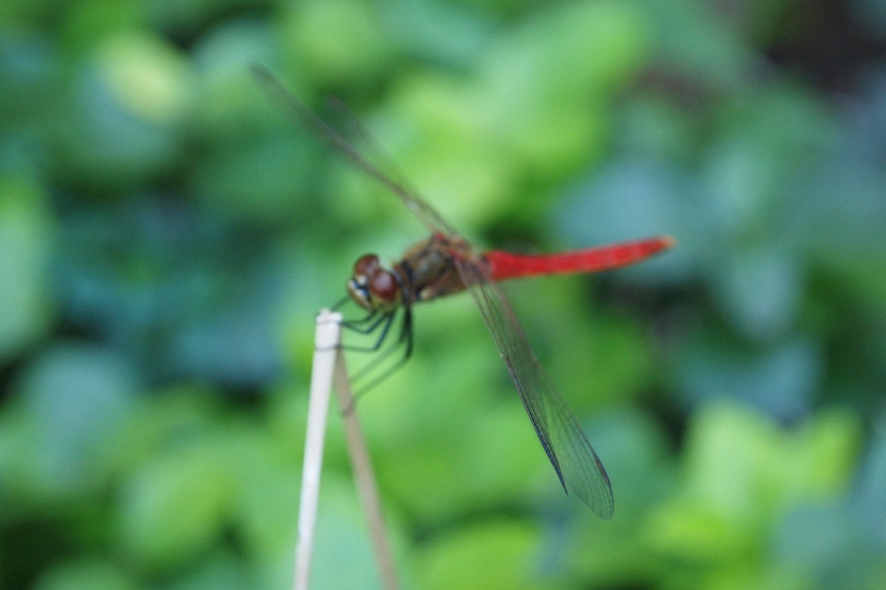 20100919-집마당 024.jpg