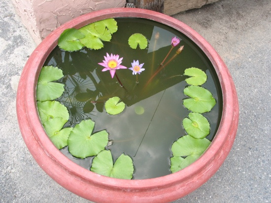 화분속에 핀연꽃.jpg