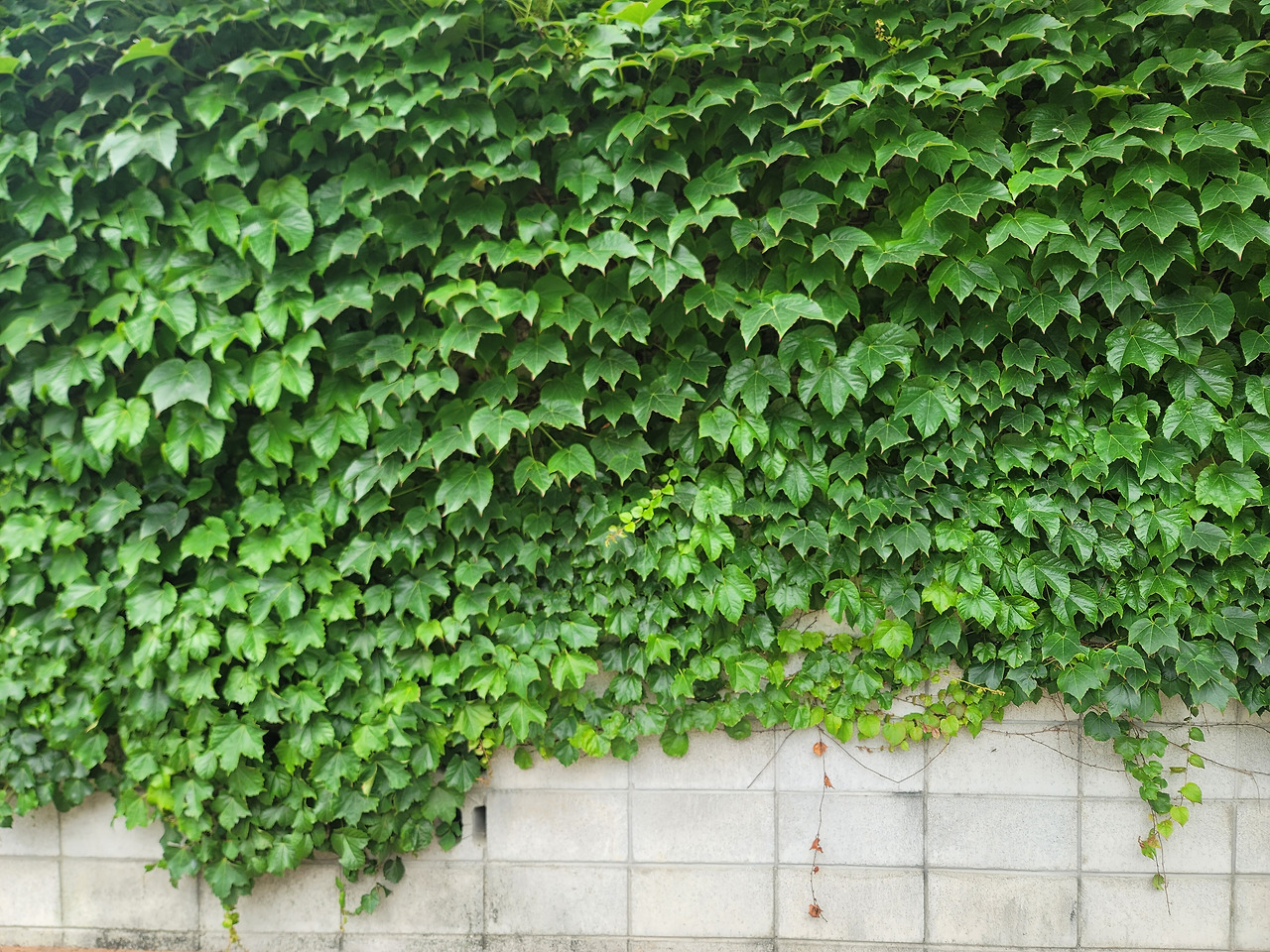 논어 함께 읽는 달빛서당 일지 6월 5일 논어 함께 읽는 달빛서당 일지 6월 5일 