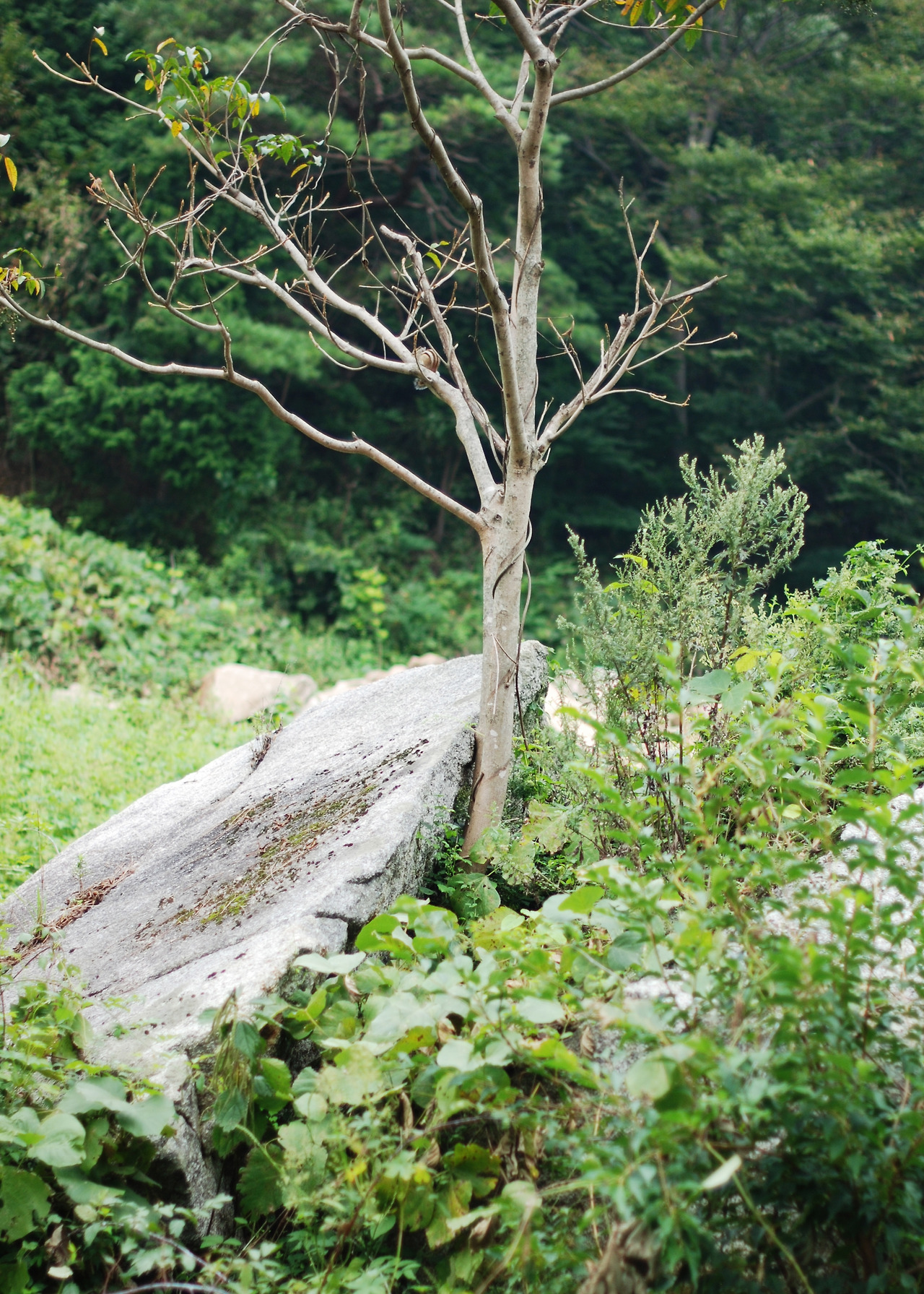 4불러세운나무 사본.jpg