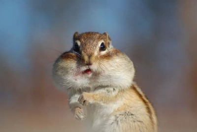 볼빵빵 다람쥐.jpg