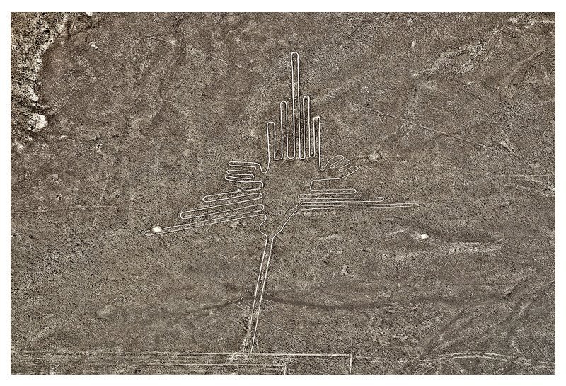 the humming bird.jpg