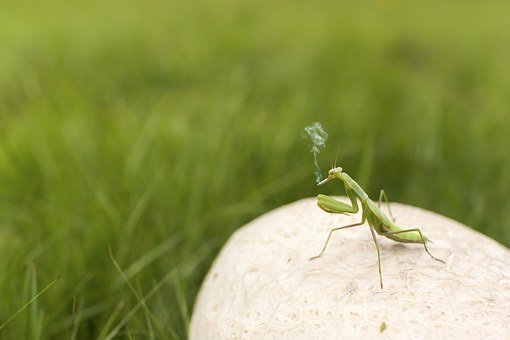 praying-mantis-438396__340.jpg