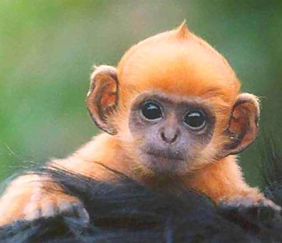 baby_ginger_monkey_twinspark.jpg