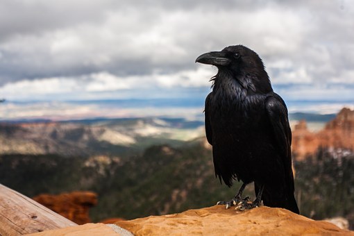 crow-828944__340.jpg