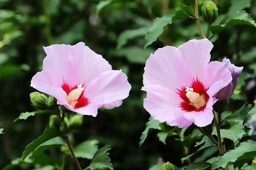 rose-of-sharon-4342080__340.jpg