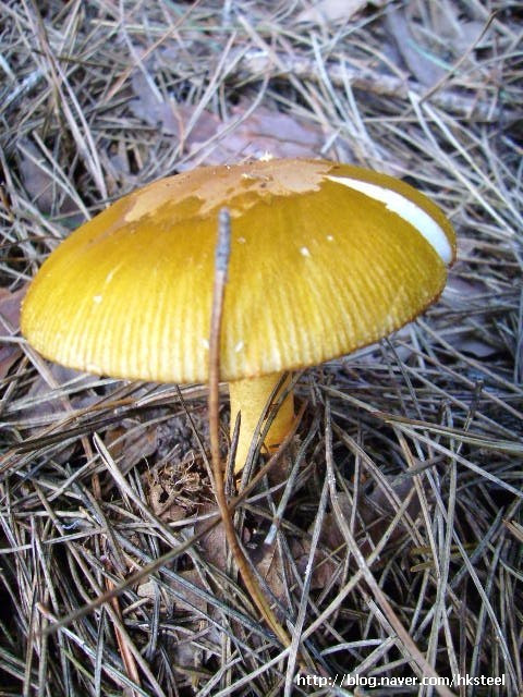 버섯.jpg