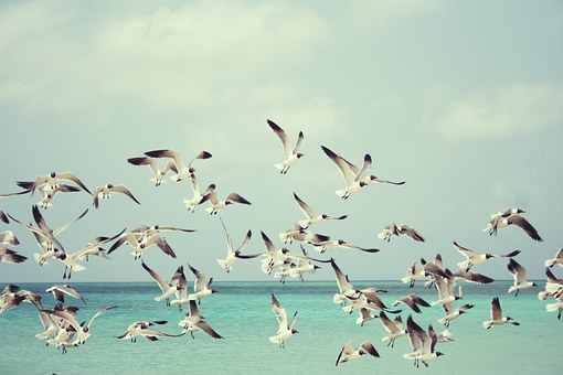 seagulls-815304__340.jpg