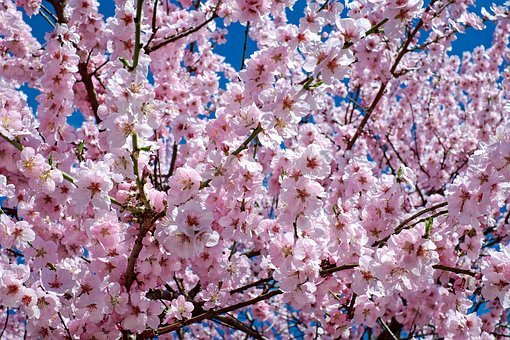 japanese-cherry-trees-2168858__340.jpg