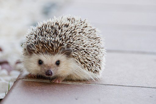 hedgehog-1215140__340.jpg