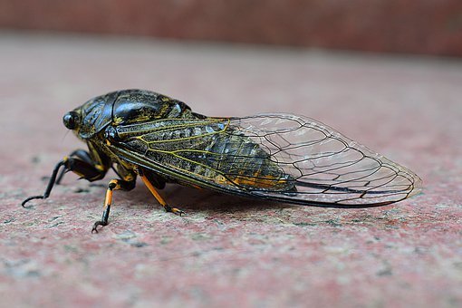 cicada-4920594__340.jpg
