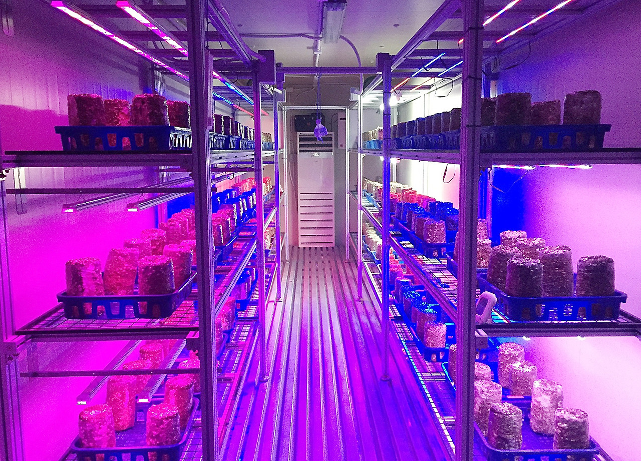 수출효자식품 _ 버섯.jpg