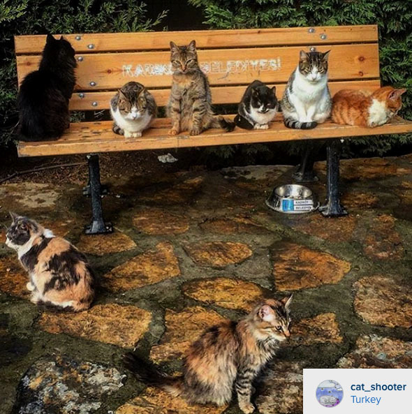 벤치고양이들.jpg