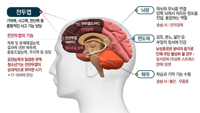 청소년의뇌.jpg