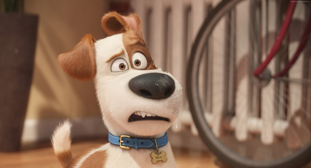 the-secret-life-of-pets-3600x1946-dog-best-animation-movies-of-2016-10086.jpg