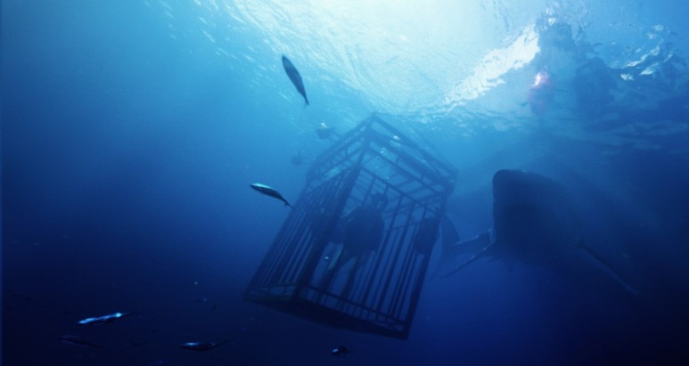 47-meters-down1.jpg
