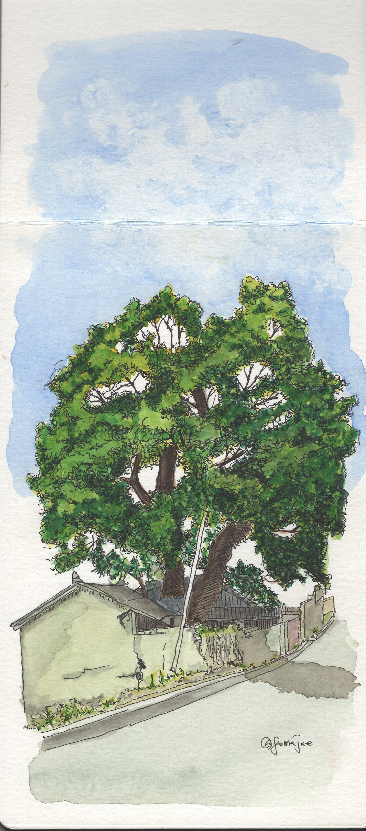 200521-어반스케치-고창 느티나무.jpg