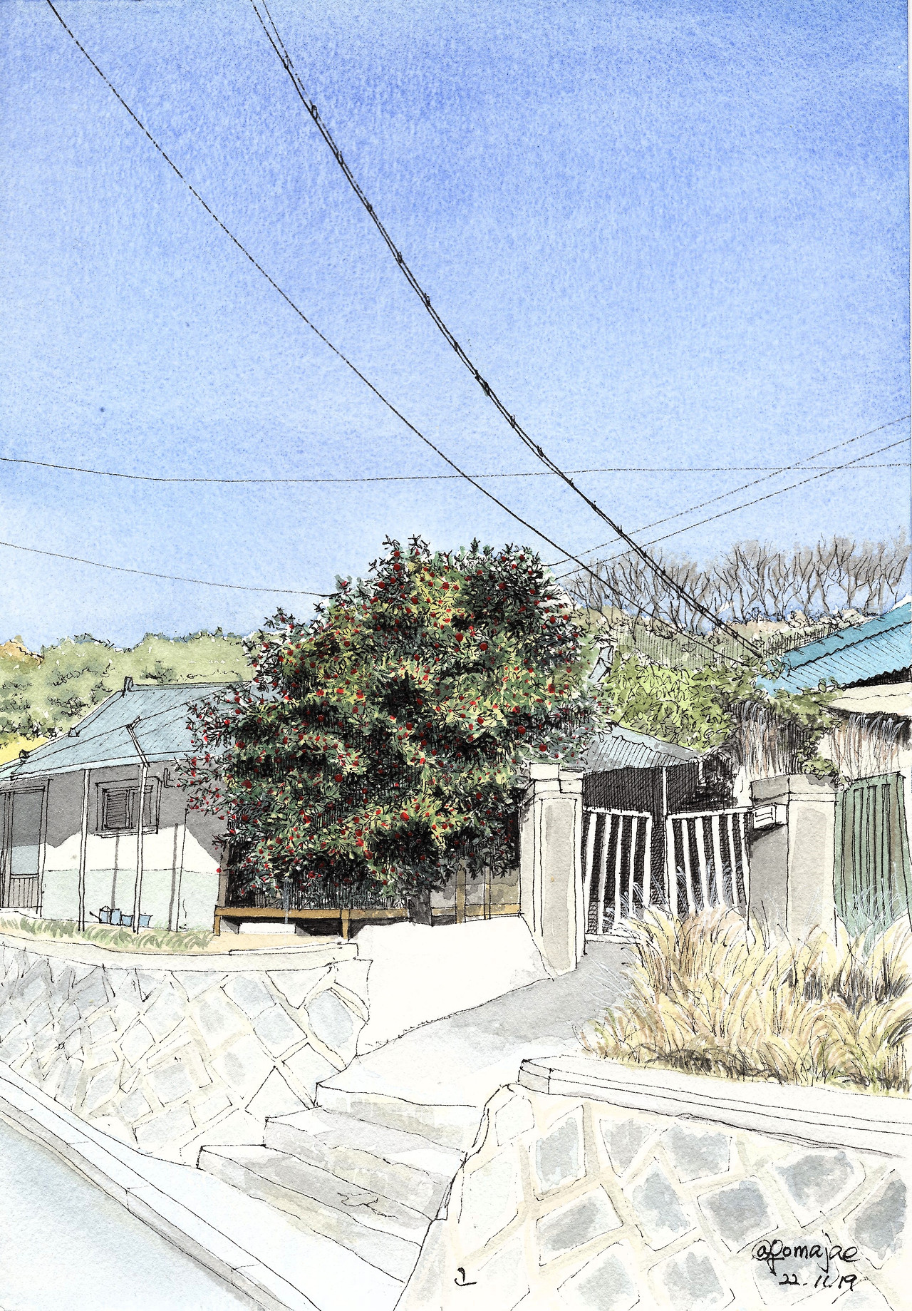 221120-드로잉-고창읍내 호랑가시나무 보정.jpg