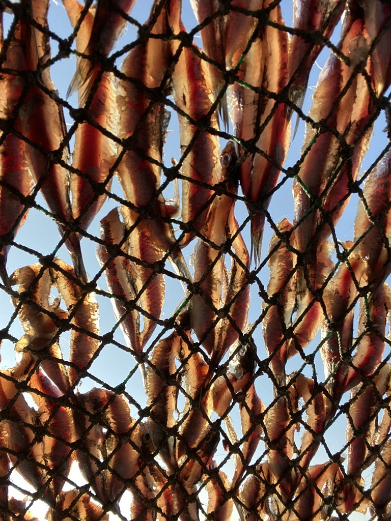 기장미역과 멸치 대변항 풍경 (4).jpg