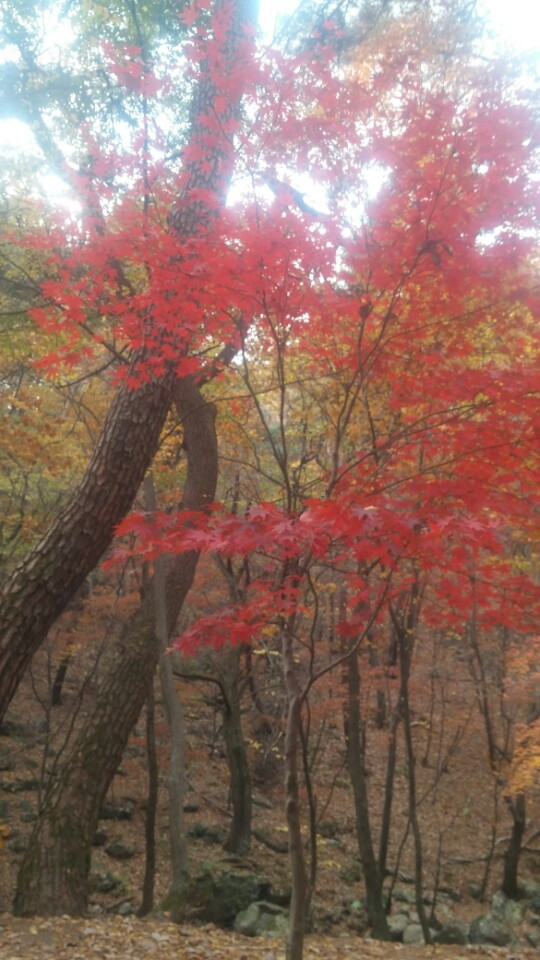 단풍2.jpg