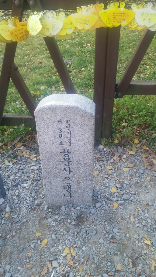 용문사 은행나무 비석.jpg