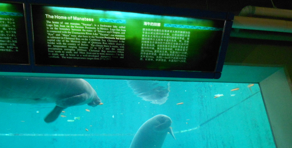 매너티.jpg