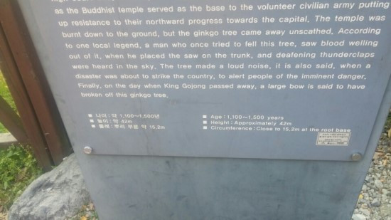 은행나무 수명.jpg