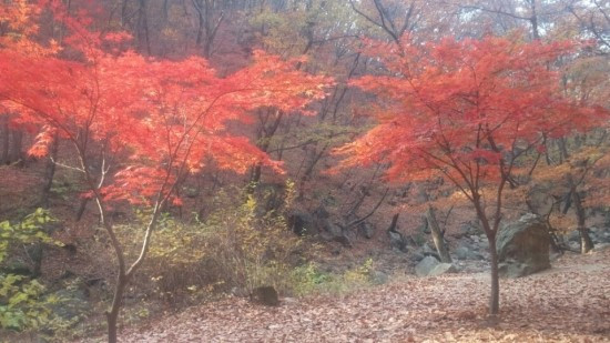 단풍1.jpg