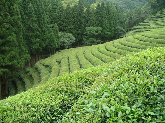 보성 녹차밭.jpg